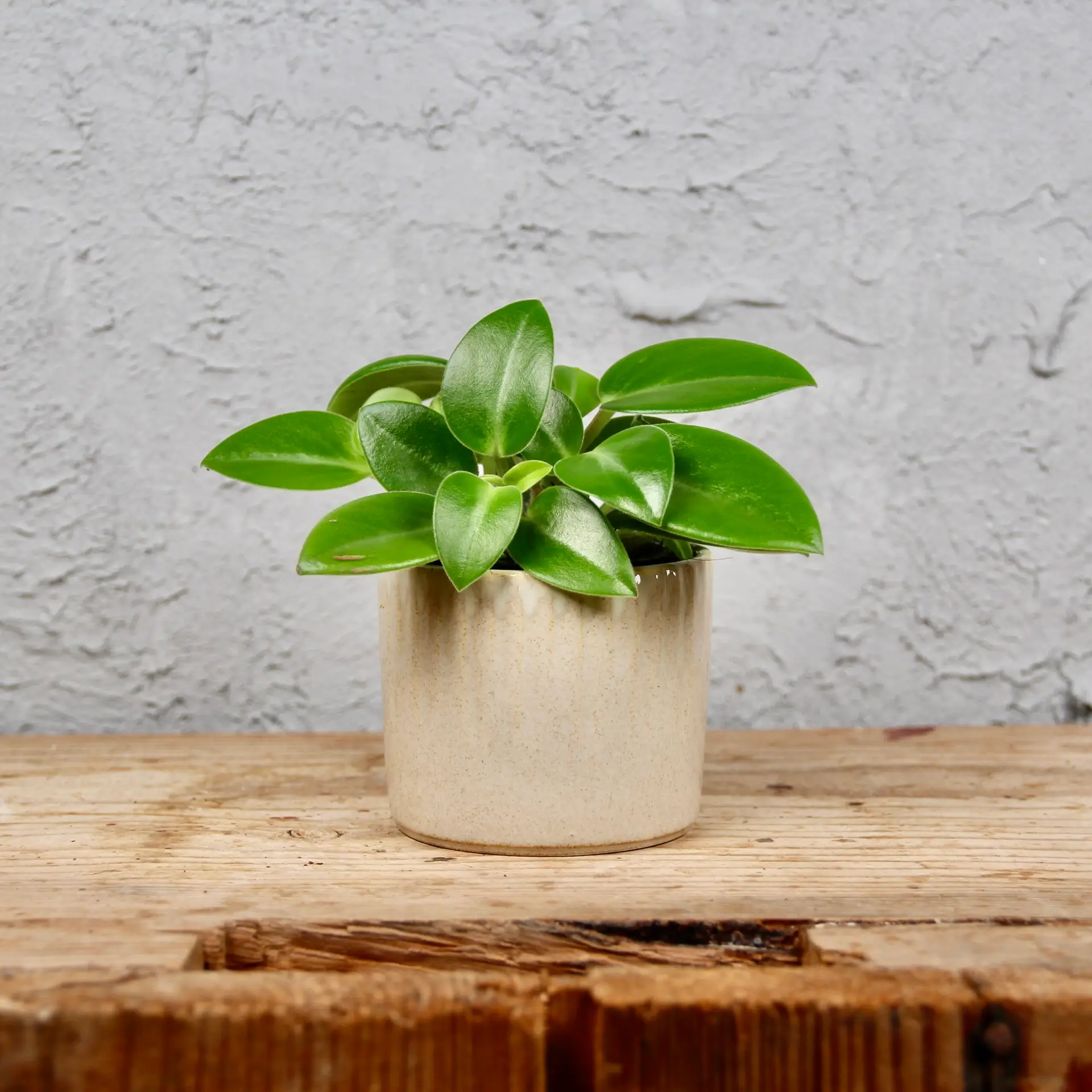 Peperomia pixie baby 1 peperomia-rastlinkovo