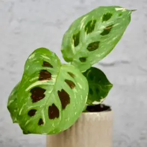 maranta-cintho-variegata-rastlinkovo
