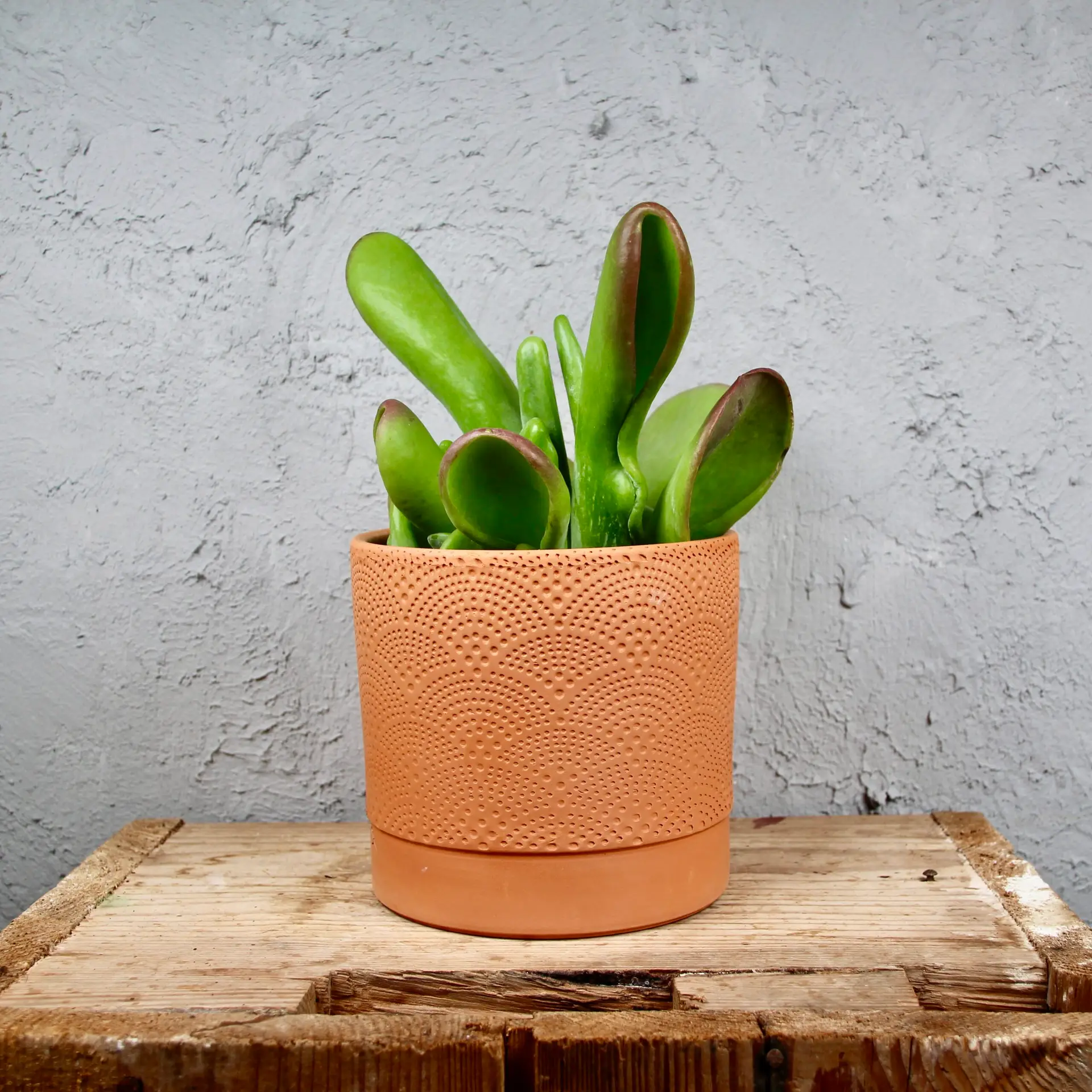 E-shop Kalanchoe Ladyfinger