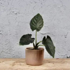 alocasia-antoro-velvet-rastlinkovo