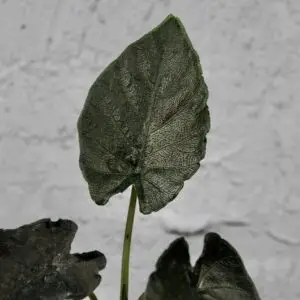 alocasia-antoro-velvet-rastlinkovo