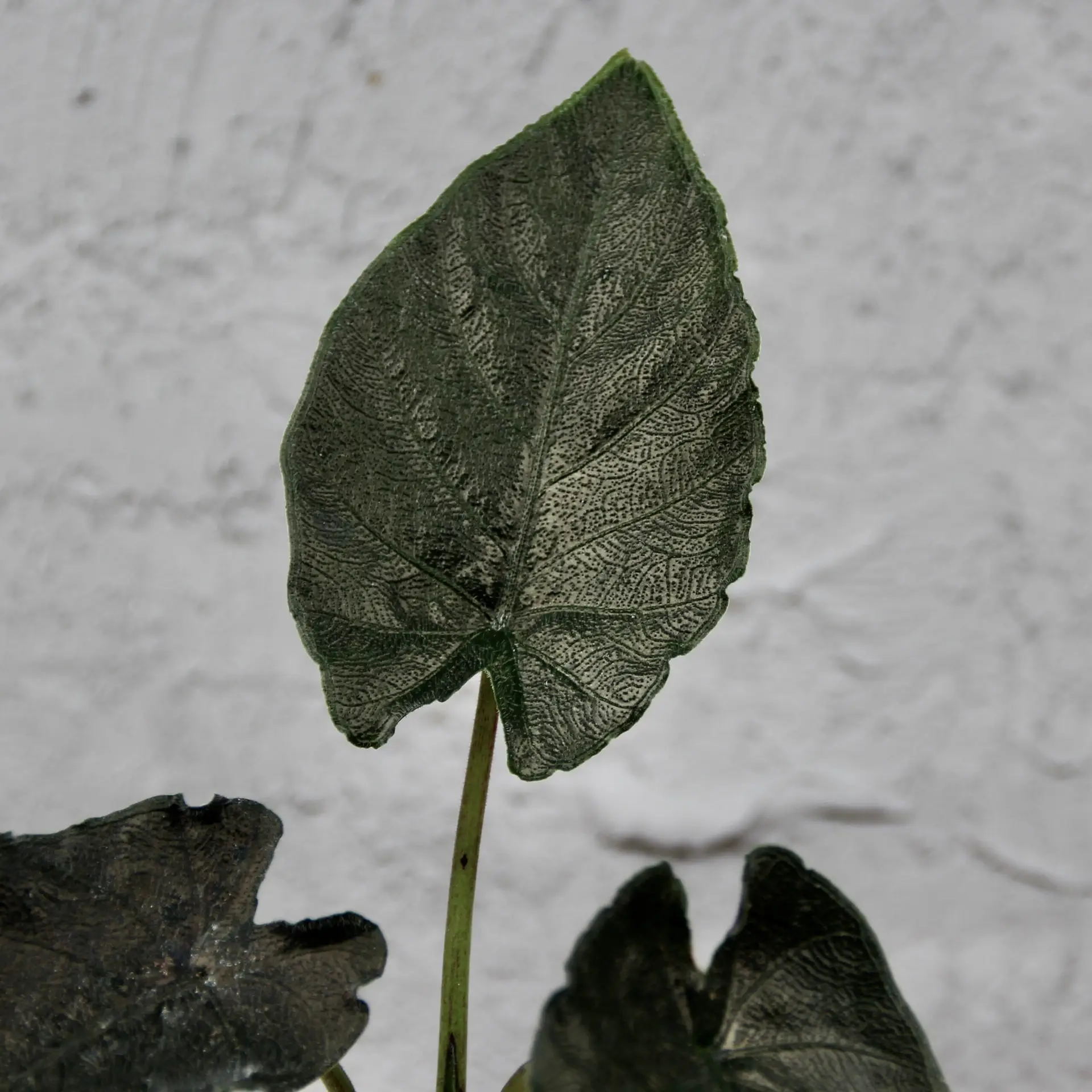 Alocasia Antoro velvet baby 5 alocasia-antoro-velvet-rastlinkovo
