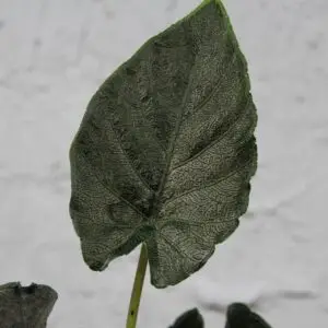 alocasia-antoro-velvet-rastlinkovo