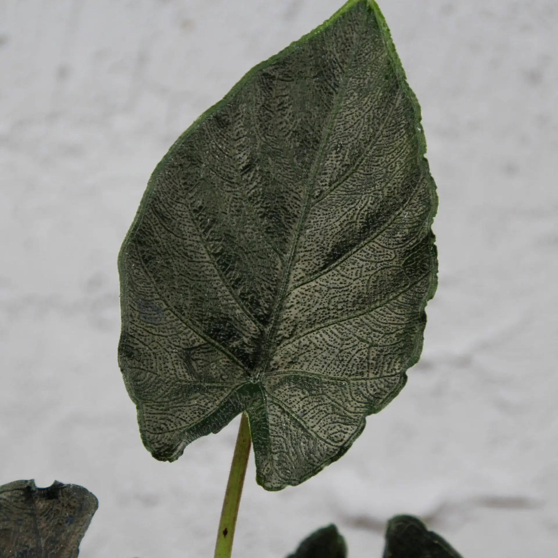 Alocasia Antoro velvet baby 4 alocasia-antoro-velvet-rastlinkovo