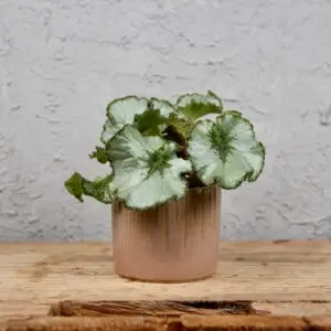 begonia-rex-rastlinkovo