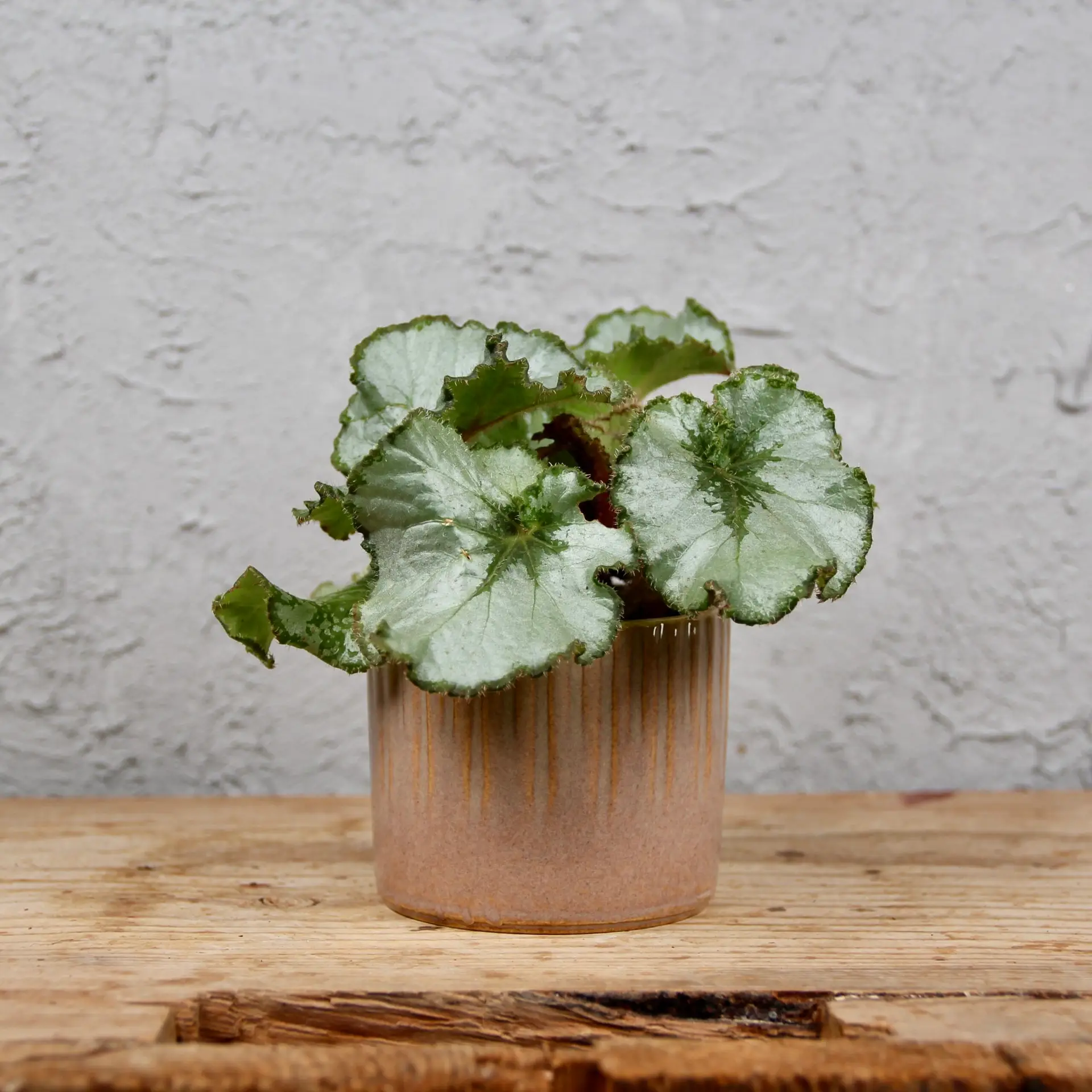 E-shop Begonia rex Escargot baby