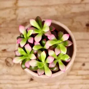 sedum-rastlinkovo
