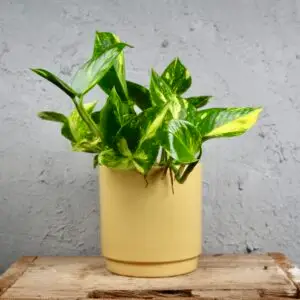 epipremnum-njoy-gold-rastlinkovo