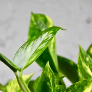 epipremnum-njoy-gold-rastlinkovo