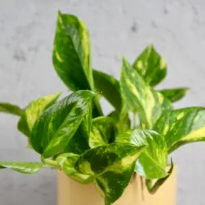 epipremnum-njoy-gold-rastlinkovo