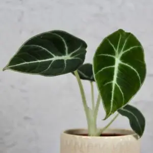 alocasia-black-velvet-rastlinkovo