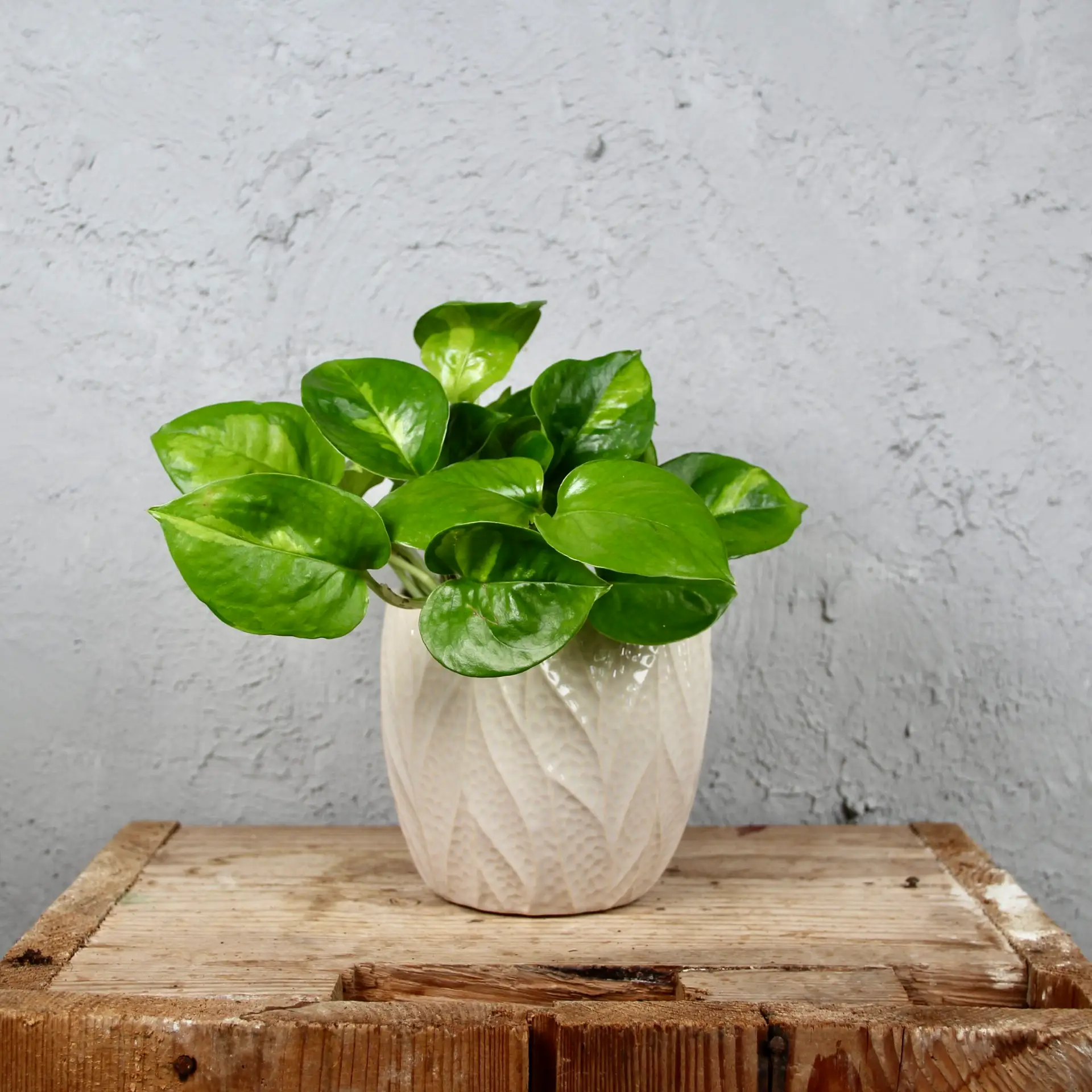 Epipremnum Pothos Global Green 1 epipremnum-global-green-rastlinkovo