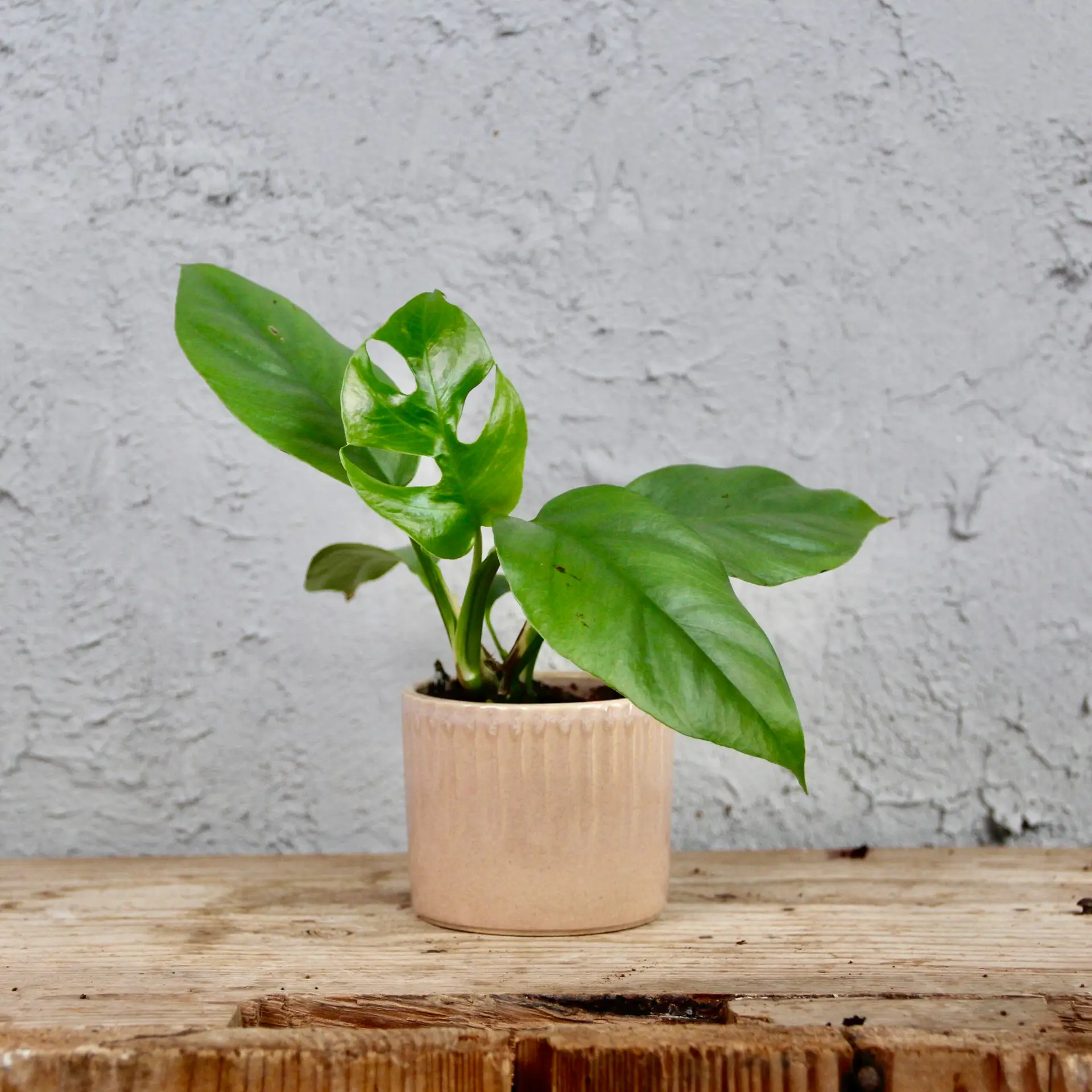 E-shop Rhapidophora Tetrasperma baby
