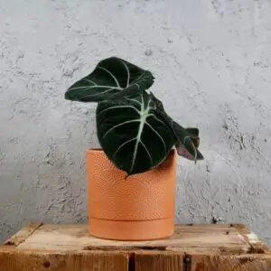 alocasia-black-velvet-rastlinkovo