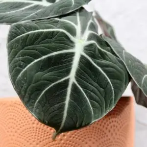 alocasia-black-velvet-rastlinkovo