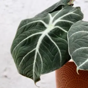 alocasia-black-velvet-rastlinkovo