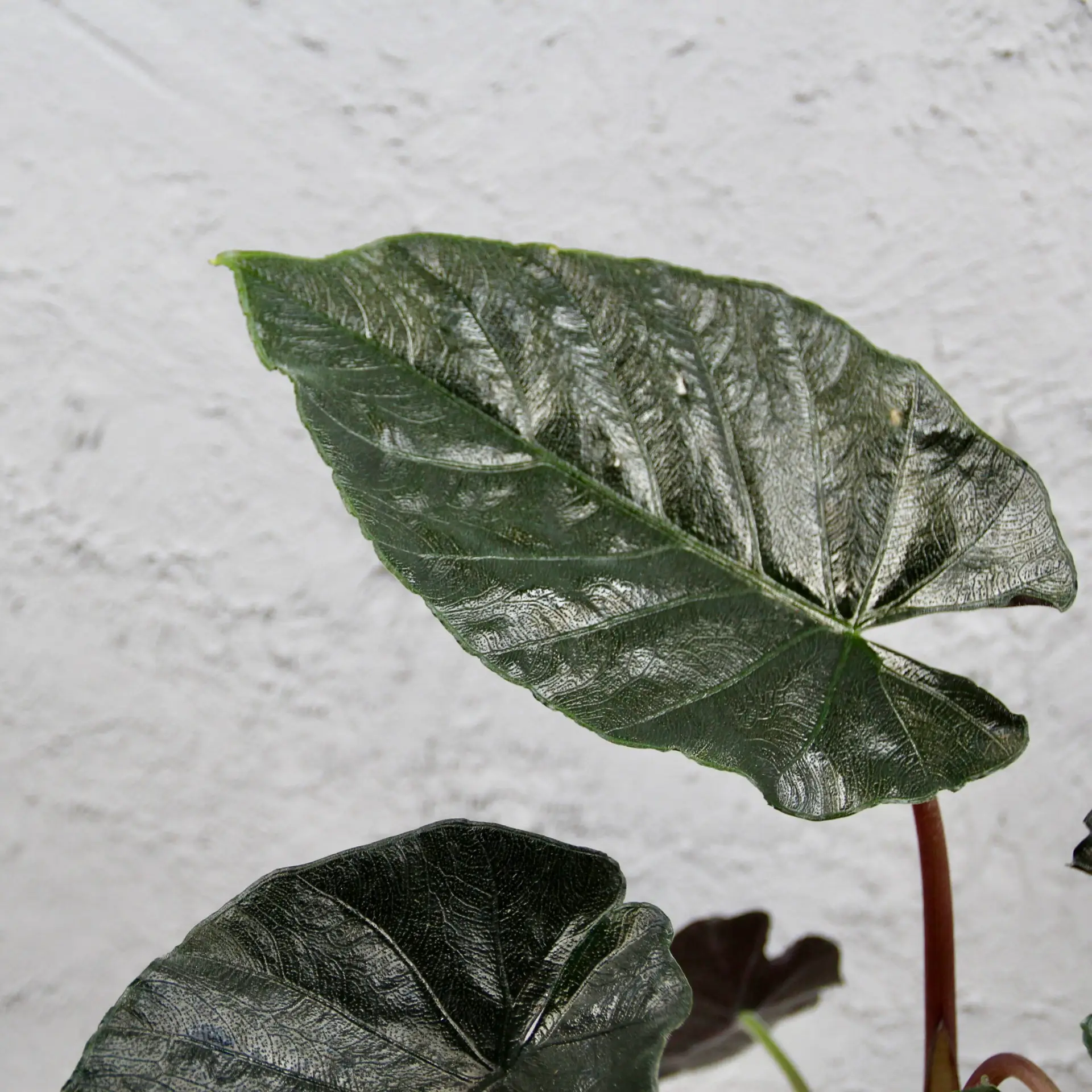 E-shop Alocasia Frydek Variegata