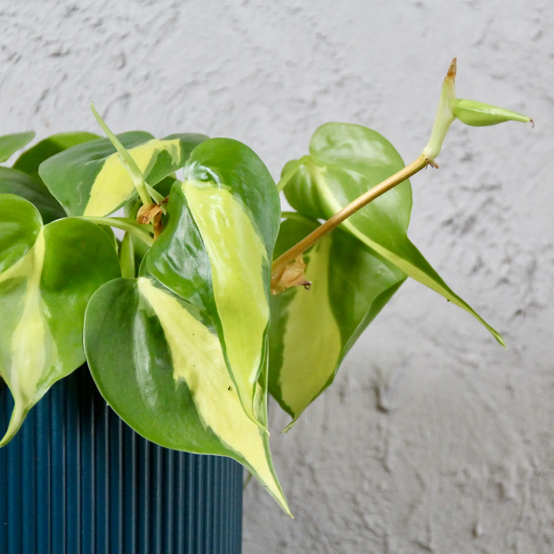 E-shop Philodendron Cream splash