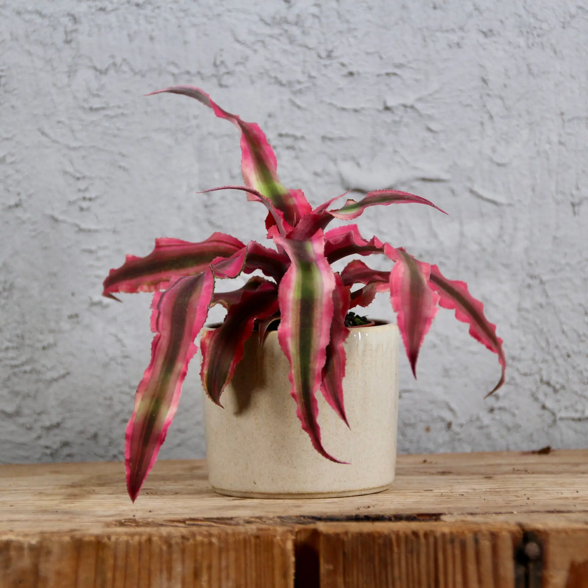 Cryptanthus super pink baby 3 cryptanthus-super-pink-rastlinkovo