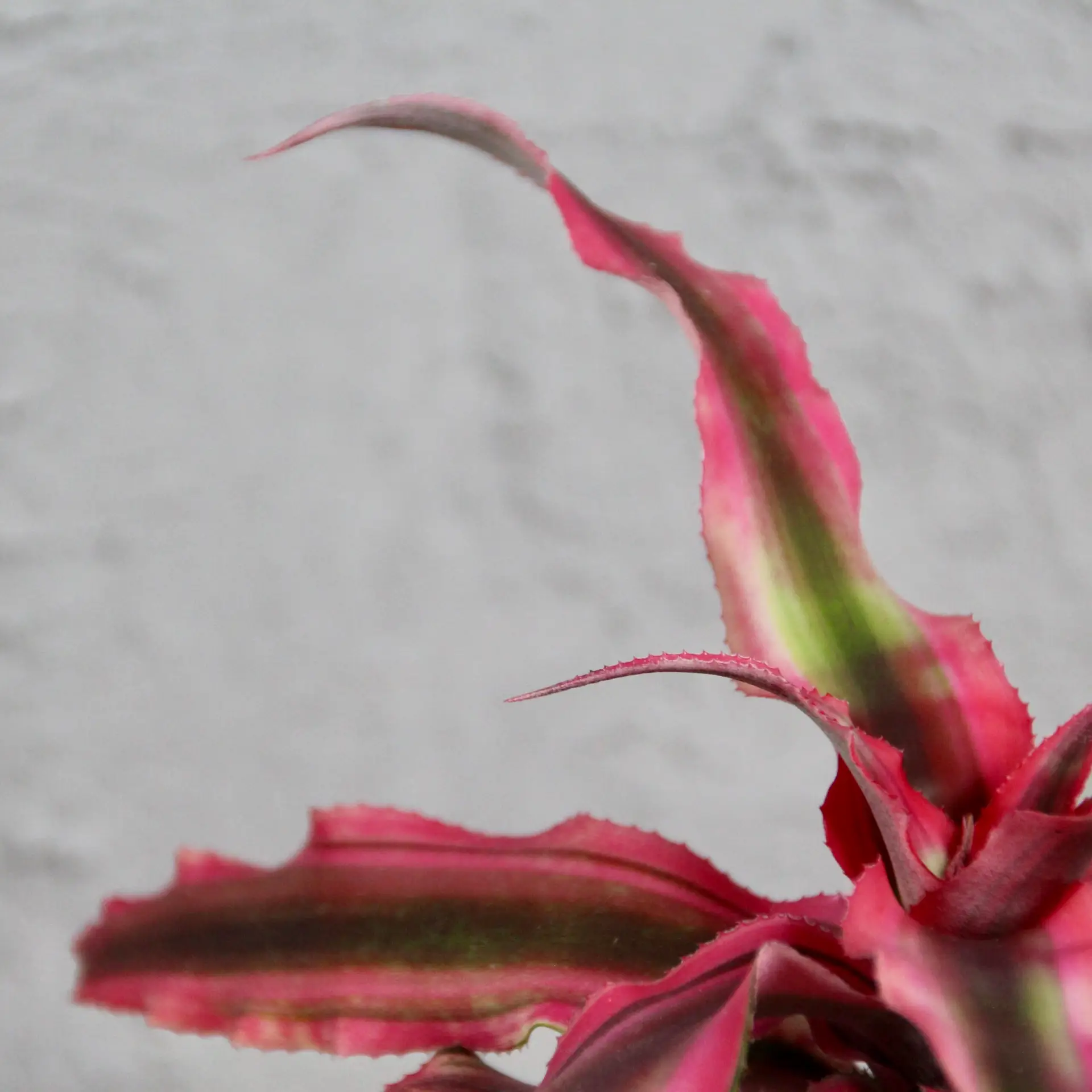 Cryptanthus super pink baby 2 cryptanthus-super-pink-rastlinkovo