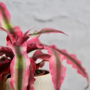 cryptanthus-super-pink-rastlinkovo