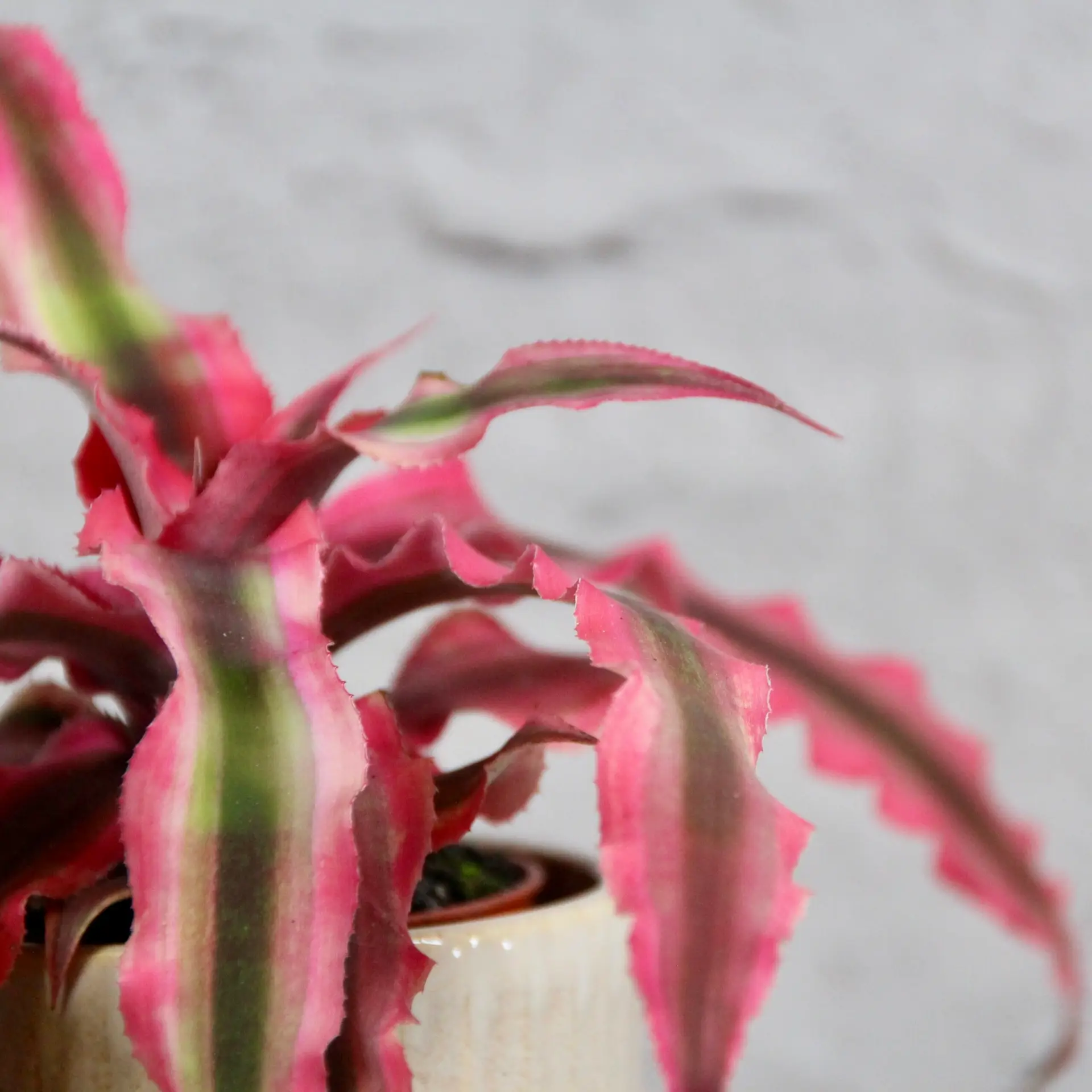 Cryptanthus super pink baby 1 cryptanthus-super-pink-rastlinkovo