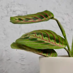 maranta-leuconeura-fascinator-rastlinkovo