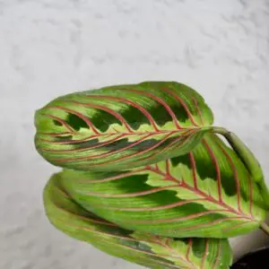 maranta-leuconeura-fascinator-rastlinkovo