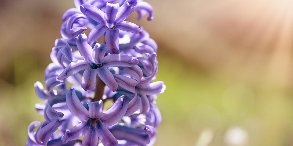 Hyacinty-pestovanie-rastlinkovo