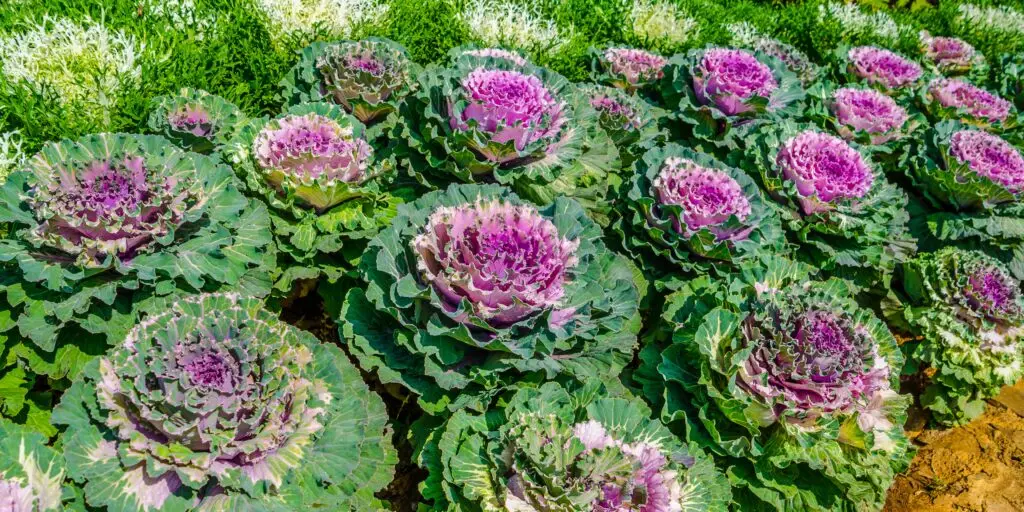 Okrasný-kel-Brassica-oleracea-acephala-rastlinkovo
