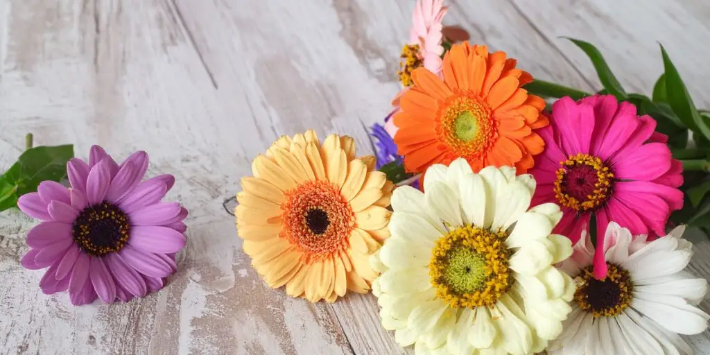 gerbera-rastlinkovo