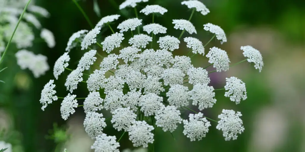 Parasca-väčšia-rastlinkovo