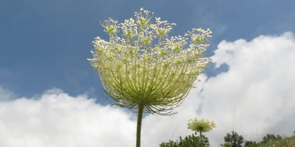 2 15