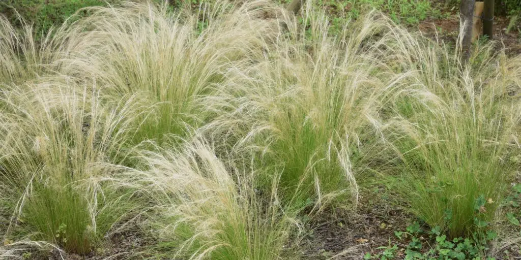 stipa-kavyl-okrasna-trava-rastlinkovo