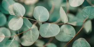 Eukalyptus-eucalyptus-pestovanie-rastlinkovo