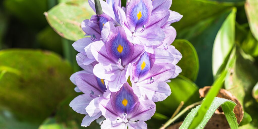 Hyacinty-pestovanie-rastlinkovo