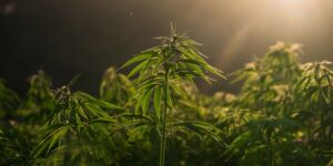 konope-cannabis-rastlinkovo