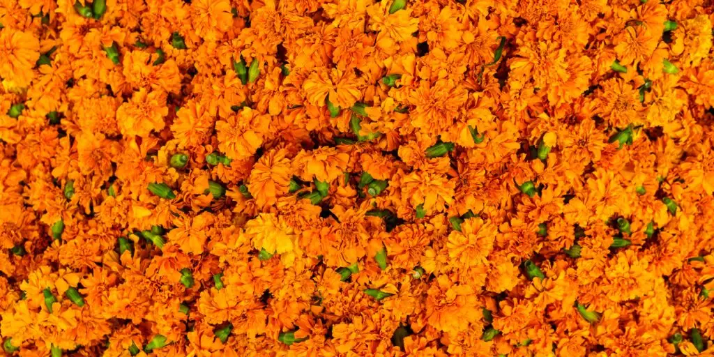 Nechtík-lekársky-Calendula-officinalis-pestovanie-rastlinkovo