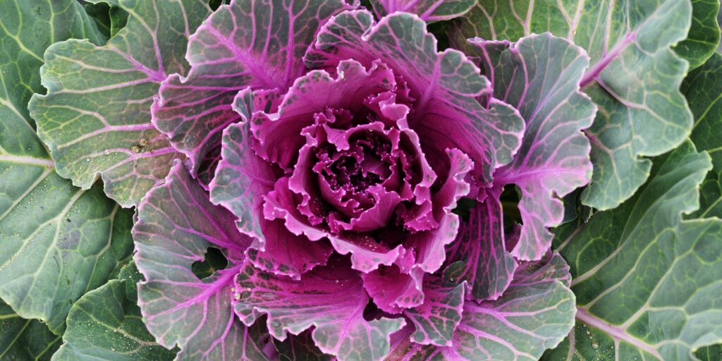 Okrasný-kel-Brassica-oleracea-acephala-rastlinkovo