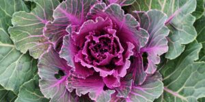 Okrasný-kel-Brassica-oleracea-acephala-rastlinkovo