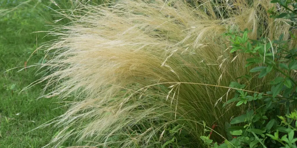 stipa-kavyl-okrasna-trava-rastlinkovo