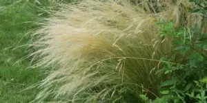stipa-kavyl-okrasna-trava-rastlinkovo