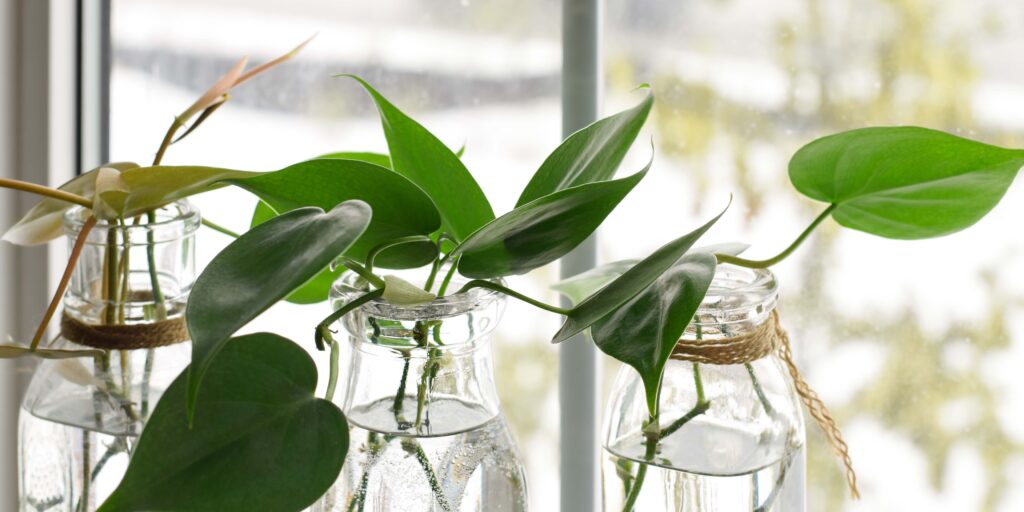 philodendron-ako-rozmnozovat-rastlinkovo