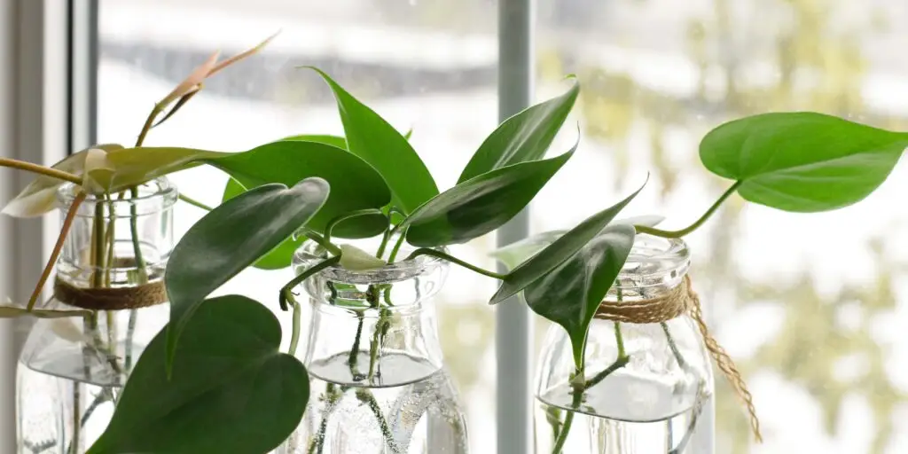 philodendron-ako-rozmnozovat-rastlinkovo