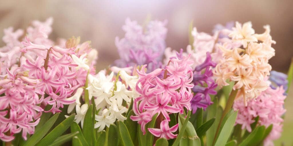 Hyacinty-pestovanie-rastlinkovo