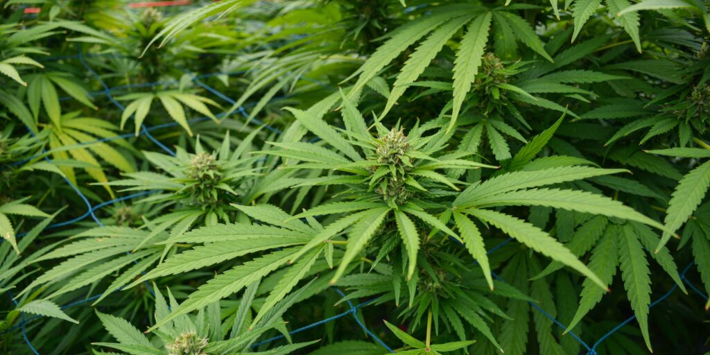 konope-cannabis-rastlinkovo