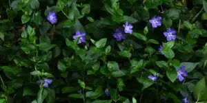zimozelen-mensia-vinca-minor-pestovanie-rastlinkovo