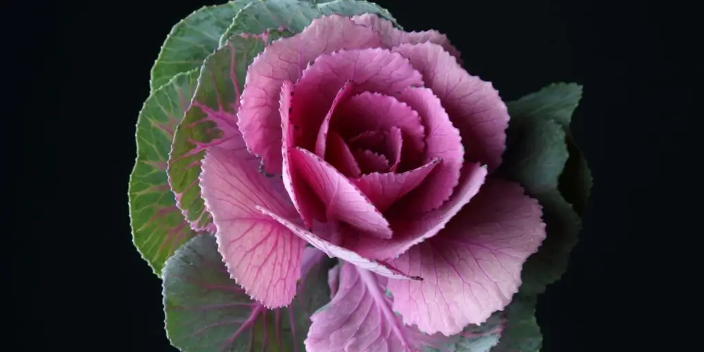 Okrasný-kel-Brassica-oleracea-acephala-rastlinkovo