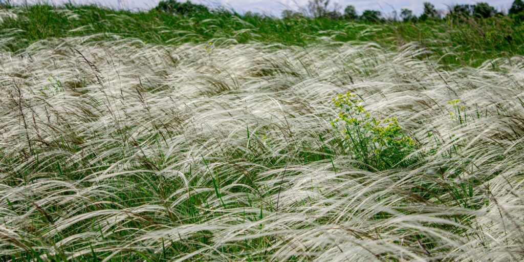 stipa-kavyl-okrasna-trava-rastlinkovo