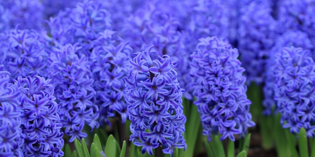 Hyacinty-pestovanie-rastlinkovo